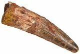 Fossil Spinosaurus Tooth - Real Dinosaur Tooth #366487-1